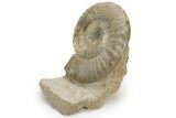 Fossil Ammonite (Acanthopleuroceras) - France #177615-2